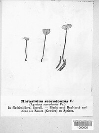 Mycetinis scorodonius image